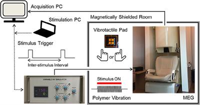 Vibration Alert to the Brain: Evoked and Induced MEG Responses to High-Frequency Vibrotactile Stimuli on the Index Finger of Dominant and Non-dominant Hand